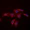 Platelet And Endothelial Cell Adhesion Molecule 1 antibody, orb214379, Biorbyt, Immunofluorescence image 