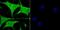Lactoylglutathione lyase antibody, NBP2-75514, Novus Biologicals, Immunofluorescence image 