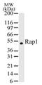 RAP1A, Member Of RAS Oncogene Family antibody, PA1-41267, Invitrogen Antibodies, Western Blot image 