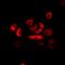 ANTXR Cell Adhesion Molecule 1 antibody, orb377921, Biorbyt, Immunofluorescence image 