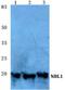 NBL1, DAN Family BMP Antagonist antibody, PA5-75503, Invitrogen Antibodies, Western Blot image 