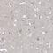 Rho GTPase Activating Protein 44 antibody, PA5-58550, Invitrogen Antibodies, Immunohistochemistry frozen image 