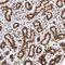 Zinc Finger Protein 146 antibody, NBP1-80968, Novus Biologicals, Immunohistochemistry frozen image 