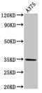 Melanocortin 1 Receptor antibody, CSB-PA013558LA01HU, Cusabio, Western Blot image 