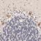 Thioredoxin Like 1 antibody, HPA002829, Atlas Antibodies, Immunohistochemistry frozen image 