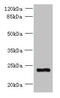 Solute Carrier Family 66 Member 3 antibody, CSB-PA854059LA01HU, Cusabio, Western Blot image 