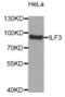 MPP4 antibody, abx005228, Abbexa, Western Blot image 
