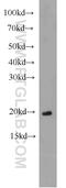 ADP Ribosylation Factor Like GTPase 3 antibody, 10961-1-AP, Proteintech Group, Western Blot image 