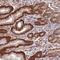 Coiled-Coil Domain Containing 112 antibody, NBP2-14442, Novus Biologicals, Immunohistochemistry frozen image 