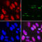 DNA Polymerase Epsilon 3, Accessory Subunit antibody, LS-C335676, Lifespan Biosciences, Immunofluorescence image 