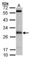 Isopentenyl-diphosphate Delta-isomerase 1 antibody, NBP1-31477, Novus Biologicals, Western Blot image 