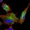 ElaC Ribonuclease Z 1 antibody, NBP1-85337, Novus Biologicals, Immunocytochemistry image 