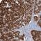 Testis Expressed 35 antibody, NBP1-90530, Novus Biologicals, Immunohistochemistry frozen image 