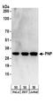 PNP antibody, A304-240A, Bethyl Labs, Western Blot image 