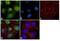 Kruppel Like Factor 9 antibody, 710921, Invitrogen Antibodies, Immunofluorescence image 