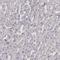 Aryl Hydrocarbon Receptor Nuclear Translocator 2 antibody, HPA001056, Atlas Antibodies, Immunohistochemistry frozen image 