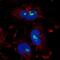 Zinc Finger Protein 800 antibody, PA5-65708, Invitrogen Antibodies, Immunofluorescence image 