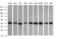 Acetyl-CoA Acyltransferase 2 antibody, MA5-26256, Invitrogen Antibodies, Western Blot image 