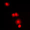 Mechanistic Target Of Rapamycin Kinase antibody, LS-C352226, Lifespan Biosciences, Immunofluorescence image 