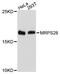 Mitochondrial Ribosomal Protein S28 antibody, A4660, ABclonal Technology, Western Blot image 