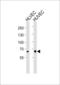 Multimerin 1 antibody, LS-C164252, Lifespan Biosciences, Western Blot image 