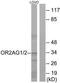 Olfactory Receptor Family 2 Subfamily AG Member 2 antibody, TA316343, Origene, Western Blot image 