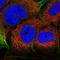 Villin 1 antibody, HPA006885, Atlas Antibodies, Immunofluorescence image 