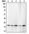 Caspase 1 antibody, LS-C351911, Lifespan Biosciences, Western Blot image 