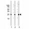 Rac Family Small GTPase 1 antibody, F52547-0.4ML, NSJ Bioreagents, Western Blot image 