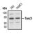 CREB-regulated transcription coactivator 3 antibody, PA5-17379, Invitrogen Antibodies, Western Blot image 