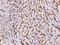 Platelet glycoprotein 4 antibody, 10752-R331, Sino Biological, Immunohistochemistry frozen image 