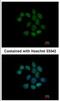 Nucleoside-Triphosphatase, Cancer-Related antibody, NBP2-19598, Novus Biologicals, Immunofluorescence image 