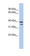 TRNA Methyltransferase 44 Homolog antibody, orb325814, Biorbyt, Western Blot image 
