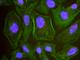 CTNNB1 antibody, A302-012A, Bethyl Labs, Enzyme Linked Immunosorbent Assay image 
