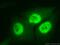 PCNA antibody, 10205-2-AP, Proteintech Group, Immunofluorescence image 