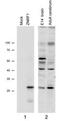 Zinc And Ring Finger 1 antibody, MBS422965, MyBioSource, Western Blot image 