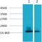 Sperm Acrosome Associated 5B antibody, MBS9400002, MyBioSource, Western Blot image 