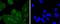 JunD Proto-Oncogene, AP-1 Transcription Factor Subunit antibody, NBP2-67861, Novus Biologicals, Immunofluorescence image 