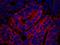 Protein Tyrosine Phosphatase Non-Receptor Type 12 antibody, IHC-00260, Bethyl Labs, Immunofluorescence image 