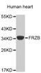 Fiz antibody, MBS129197, MyBioSource, Western Blot image 