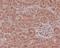 NADPH Oxidase 4 antibody, M00403, Boster Biological Technology, Immunohistochemistry frozen image 