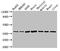 Myogenic Factor 6 antibody, LS-C678720, Lifespan Biosciences, Western Blot image 