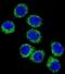 FAS antibody, orb89020, Biorbyt, Immunofluorescence image 