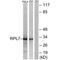 Ribosomal Protein L5 antibody, A02843, Boster Biological Technology, Western Blot image 