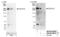 Dedicator Of Cytokinesis 10 antibody, NB100-60669, Novus Biologicals, Western Blot image 