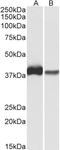 Capping Actin Protein, Gelsolin Like antibody, LS-B11276, Lifespan Biosciences, Western Blot image 