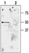 Potassium channel subfamily K member 9 antibody, PA5-77603, Invitrogen Antibodies, Western Blot image 