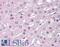 Solute Carrier Family 25 Member 47 antibody, LS-B1743, Lifespan Biosciences, Immunohistochemistry frozen image 