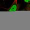 Lin-9 DREAM MuvB Core Complex Component antibody, HPA030241, Atlas Antibodies, Immunocytochemistry image 
