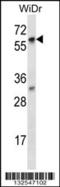 La Ribonucleoprotein Domain Family Member 7 antibody, 56-783, ProSci, Western Blot image 